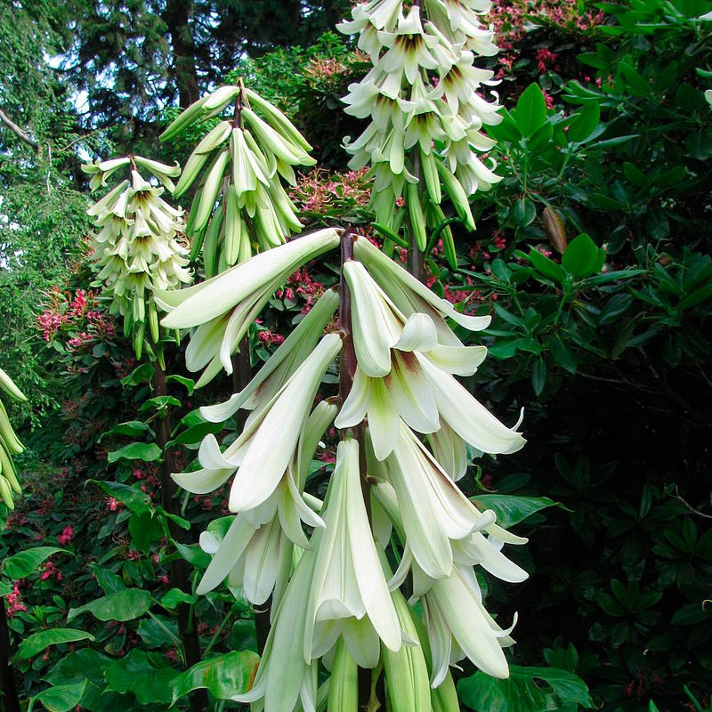 Bulbos Gigante del Himalaya planta flores gigantes Cardiocrinum giganteum