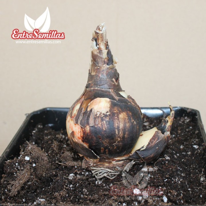 Sprekelia formosissima planta