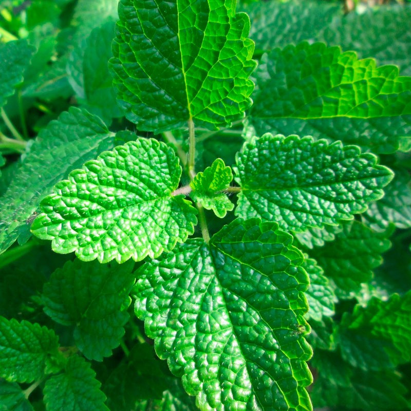 Erva-cidreira - Planta