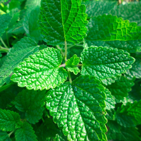 Erva-cidreira - Planta Erva-cidreira - Planta