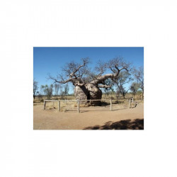 Baobab de Madagascar comprar planta
