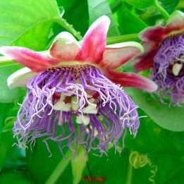 Passiflora quadrangularis - Sementes