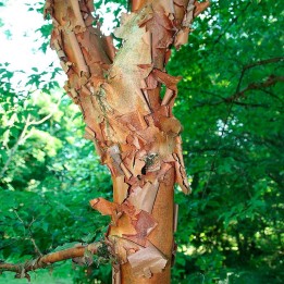 Acer griseum comprar sementes
