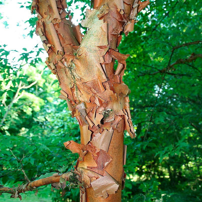 Acer griseum comprar sementes