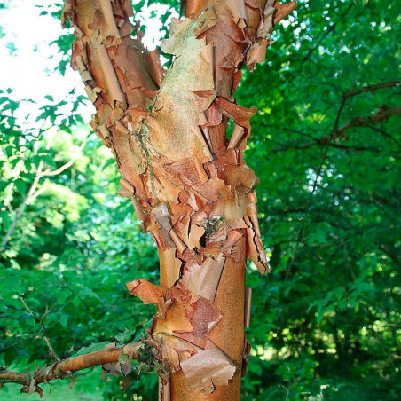 Acer griseum comprar sementes