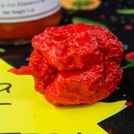 Pimento Carolina Reaper - Sementes