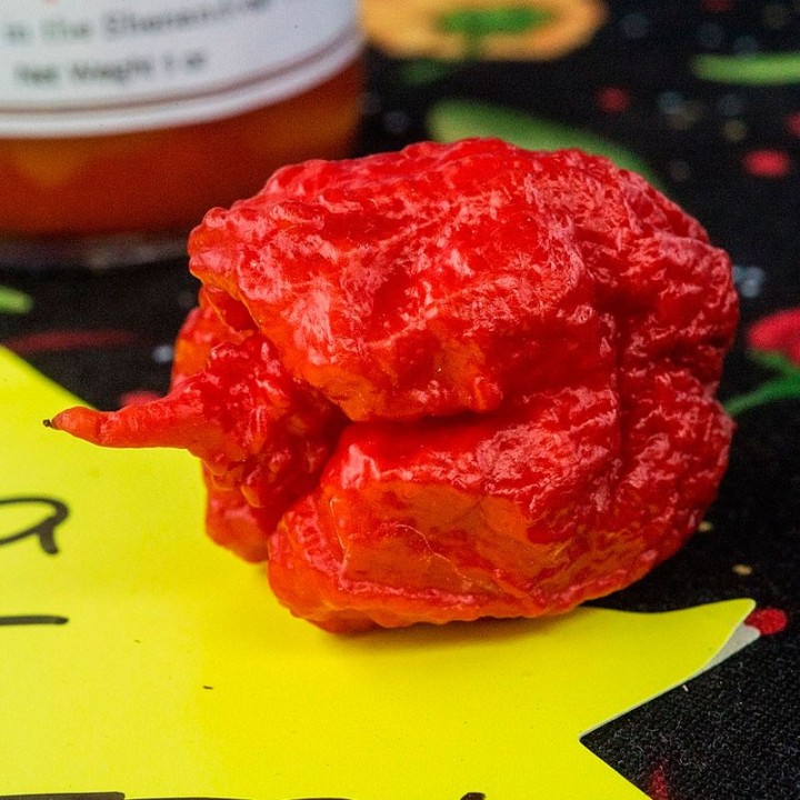 Pimento Carolina Reaper - Sementes