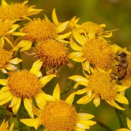 Arnica montana - 20 sementes
