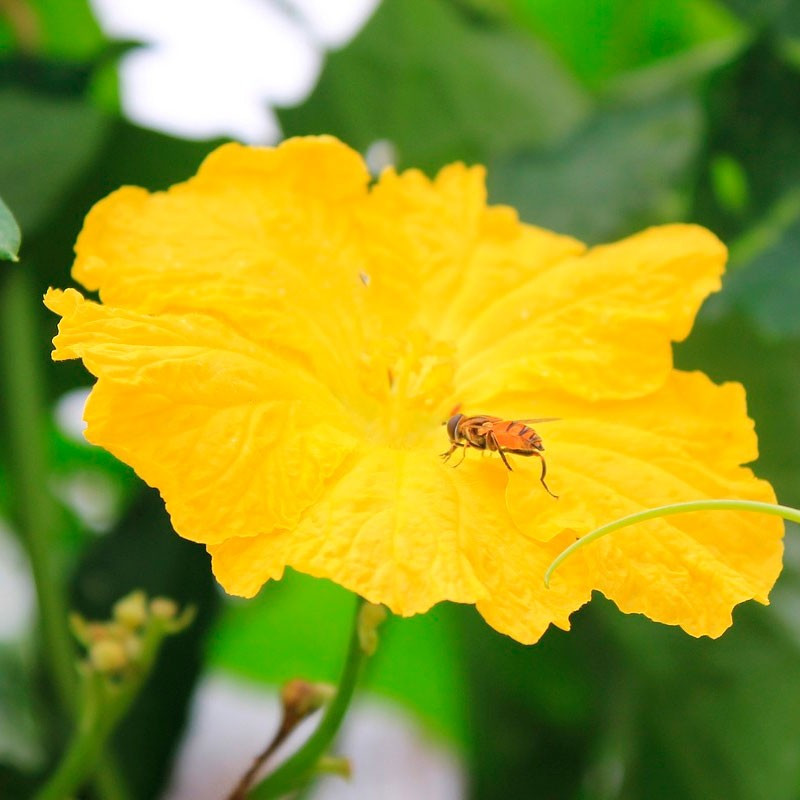 Sementes De Luffa Planta Esponja Luffa Aegyptiaca Cylindrica