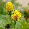 Jambu (Flor Amarela) - 25 sementes