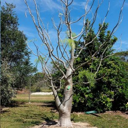 Moringa drouhardii - Sementes