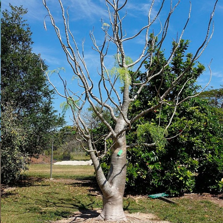 Moringa drouhardii - Sementes