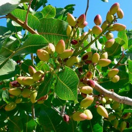 Pistache - Sementes