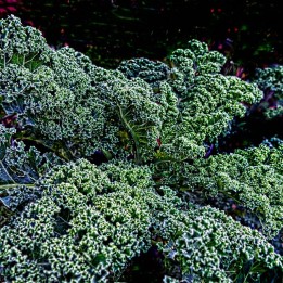Kale Black Tuscany semillas