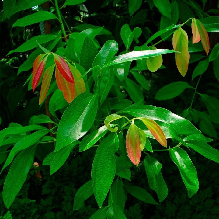 Canela-do-ceilão - Sementes