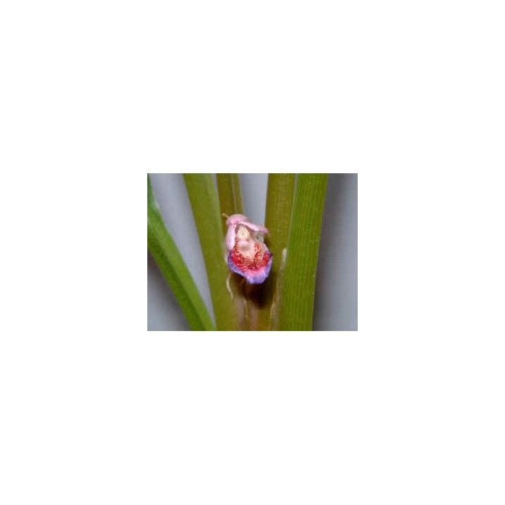 Jengibre chino flor