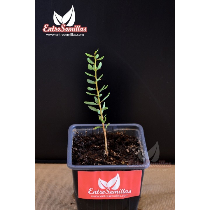 comprar planta de argan