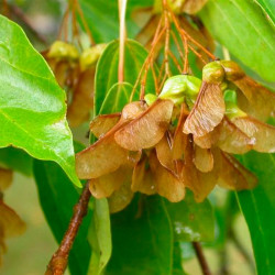 Acer buergerianum semillas