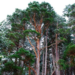 Pinheiro silvestre - Sementes