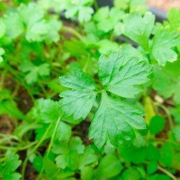 Salsa de folha lisa - Sementes