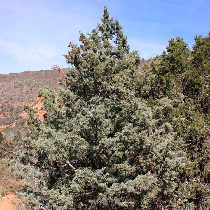 Cipreste do Arizona - Sementes