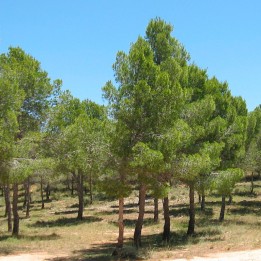Pinheiro de Alepo - Sementes