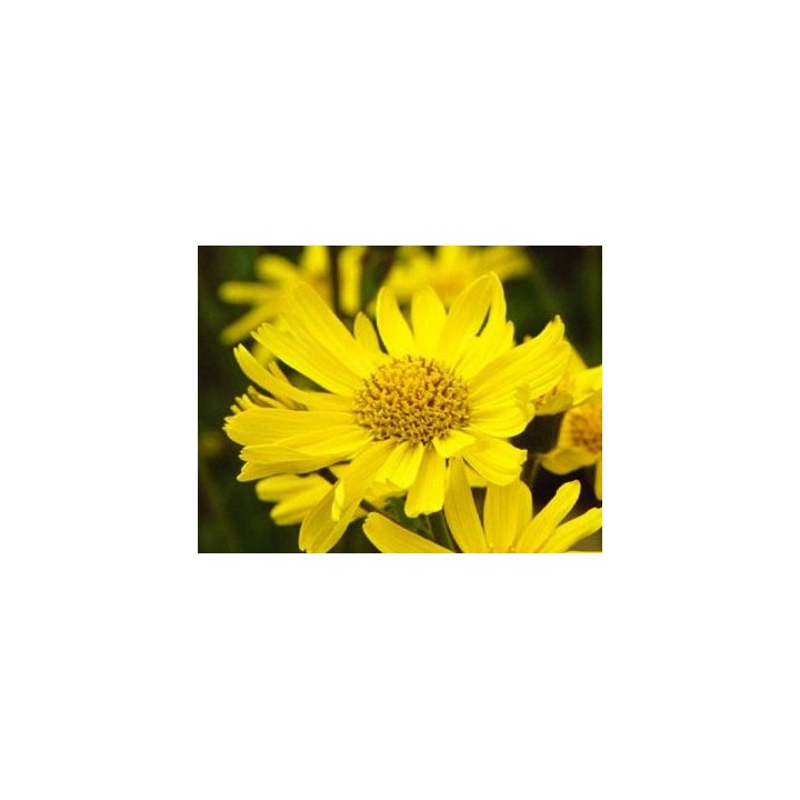 Arnica montana