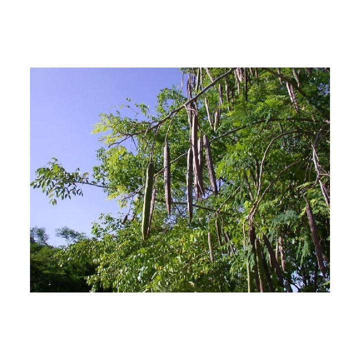 Moringa oleifera