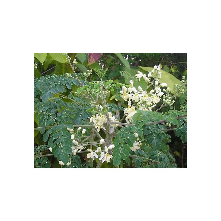 Moringa oleifera