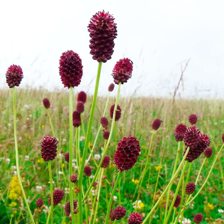 Sanguisorba officinalis sementes