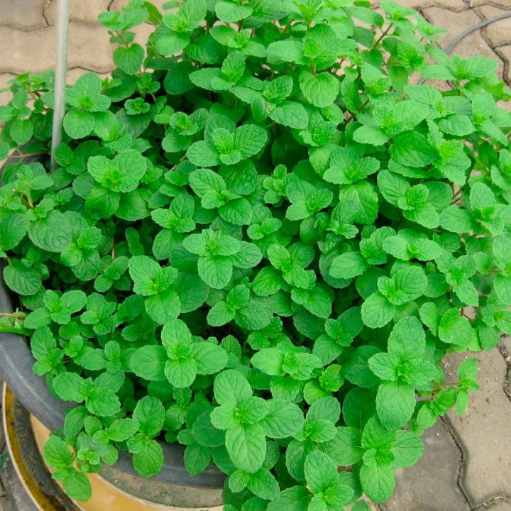Hortelã-verde - Sementes