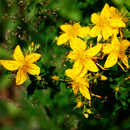 Hypericum perforatum semillas