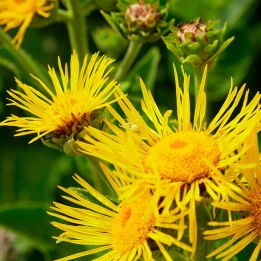 inula helenium sementes