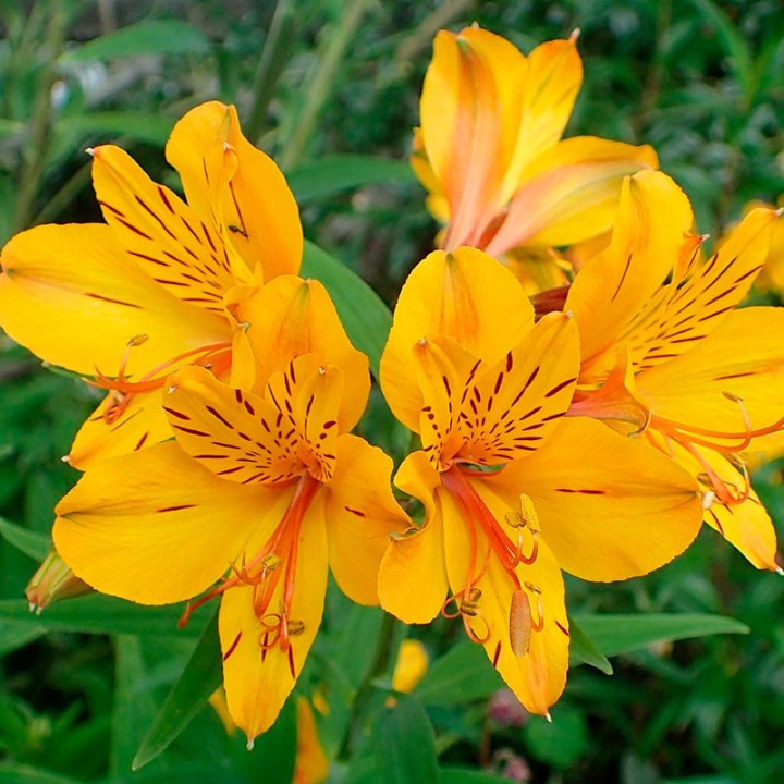 alstroemeria aurea sementes