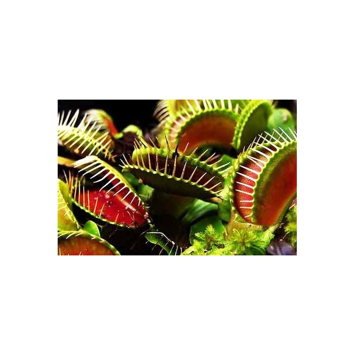 Venus atrapamoscas
