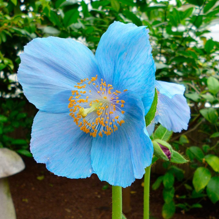 Meconopsis betonicifolia sementes