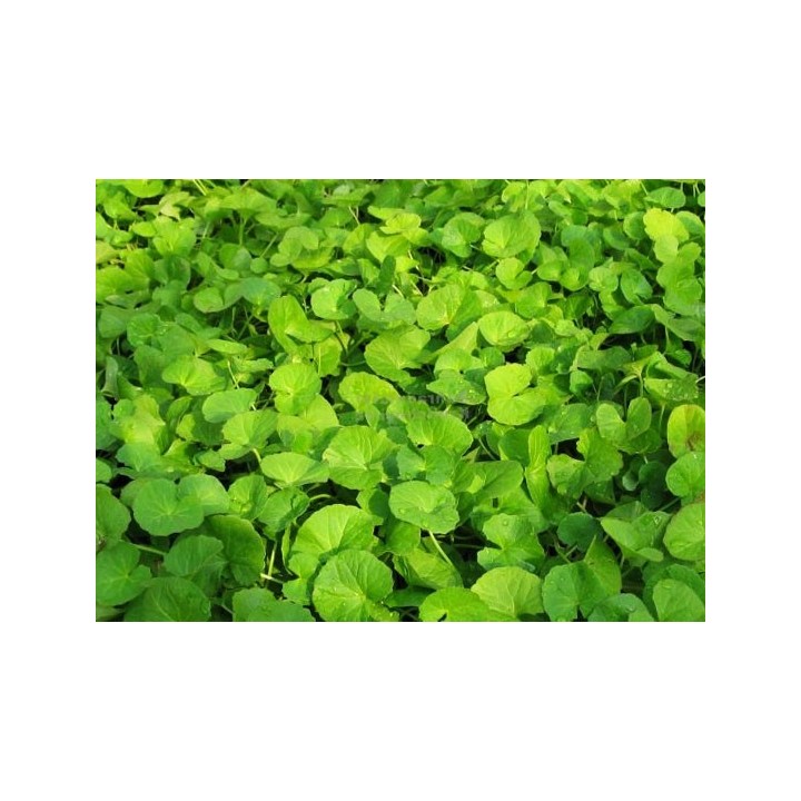 Centella asiática