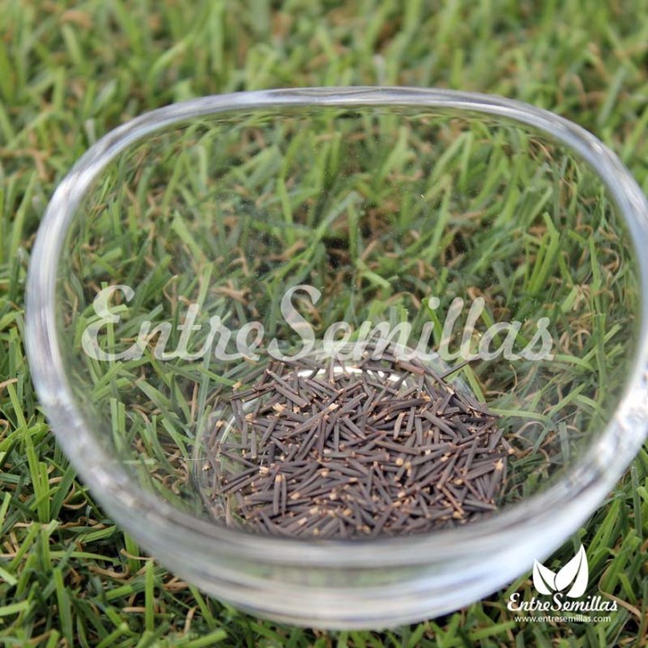 Anisillo semillas tagetes lucida