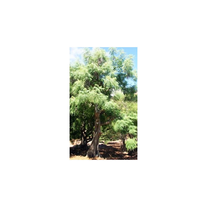 Moringa stenopetala