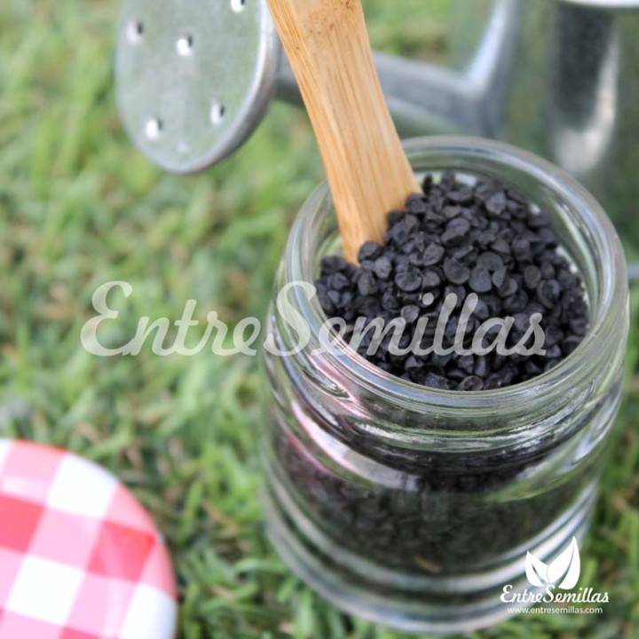 Mini cebollas púrpuras Purplette semillas