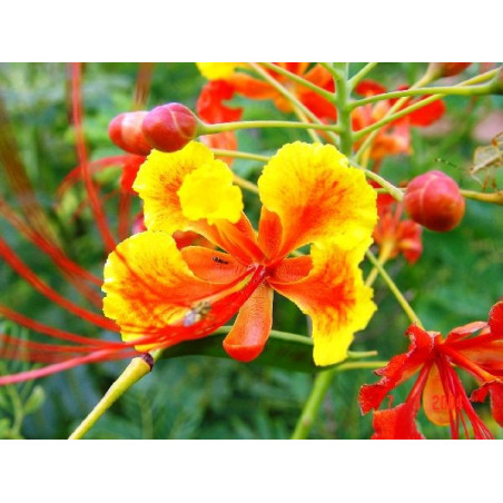 Caesalpinia pulcherrima