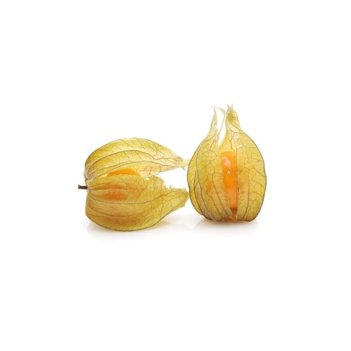Physalis peruviana / Uchuva