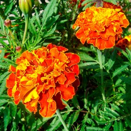 sementes de Tagetes Bolero