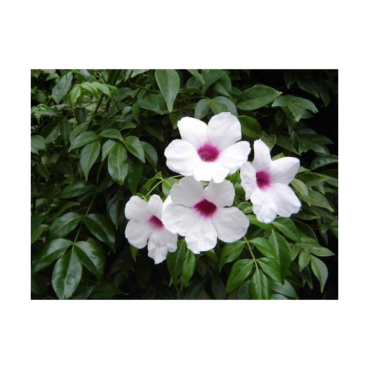 Bignonia blanca