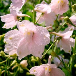 Delphinium, Rosa - sementes