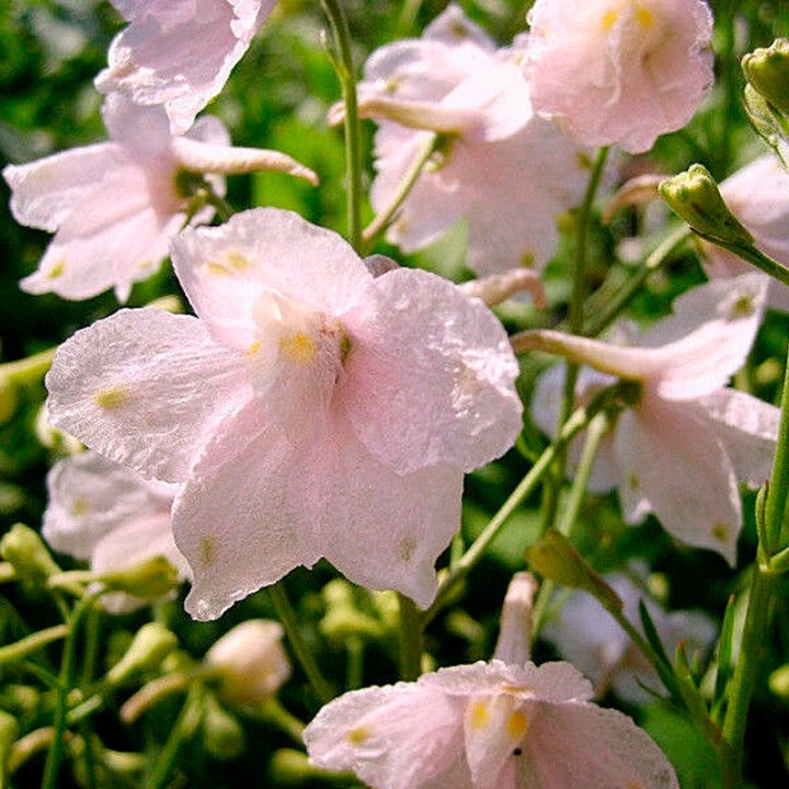 Delphinium, Rosa - sementes