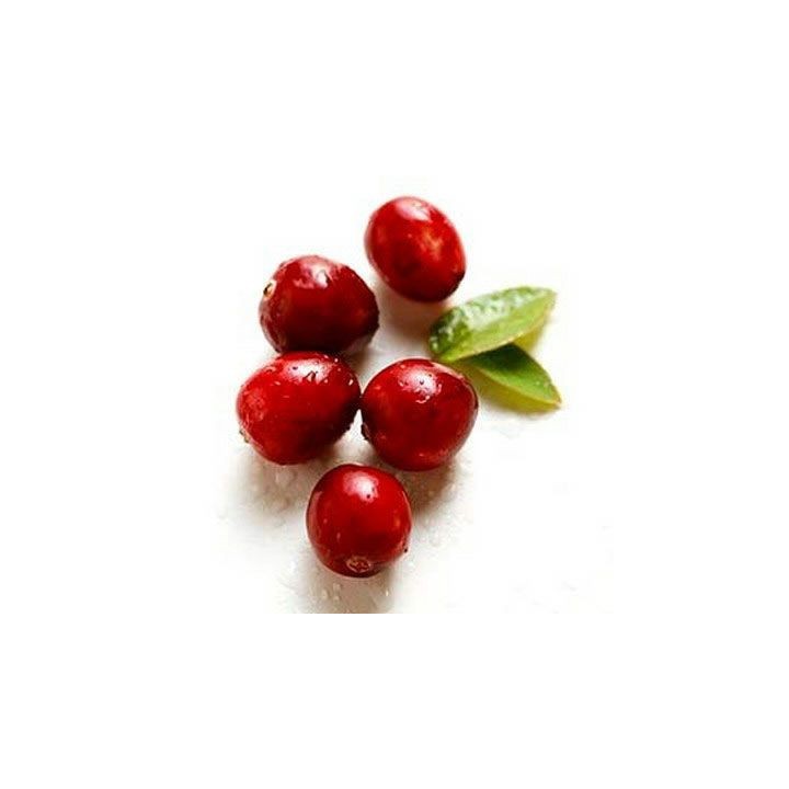 sementes de Vaccinium macrocarpon