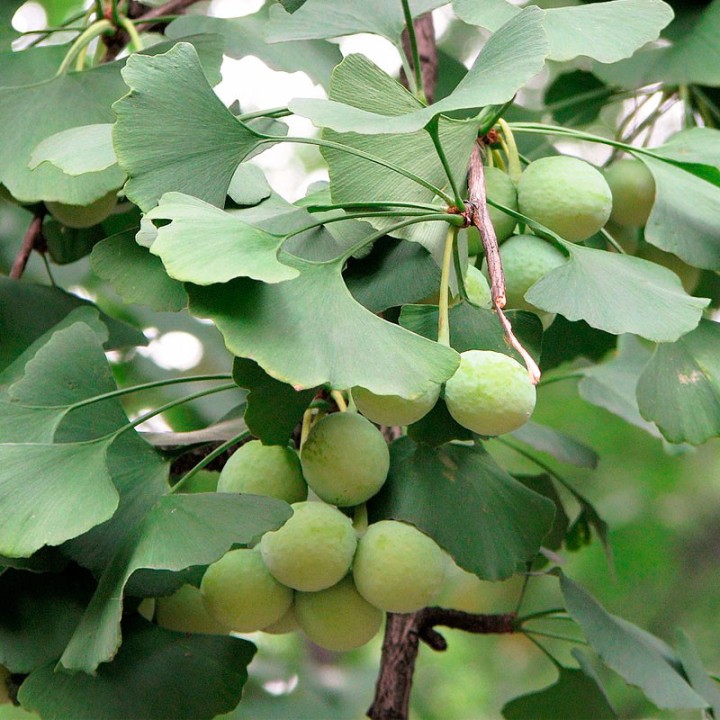 Ginkgo biloba - Sementes