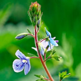 Sementes de Veronica officinalis ou Betónica