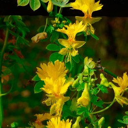 Capunchinha amarela ou flor de canário trepadeira em sementes